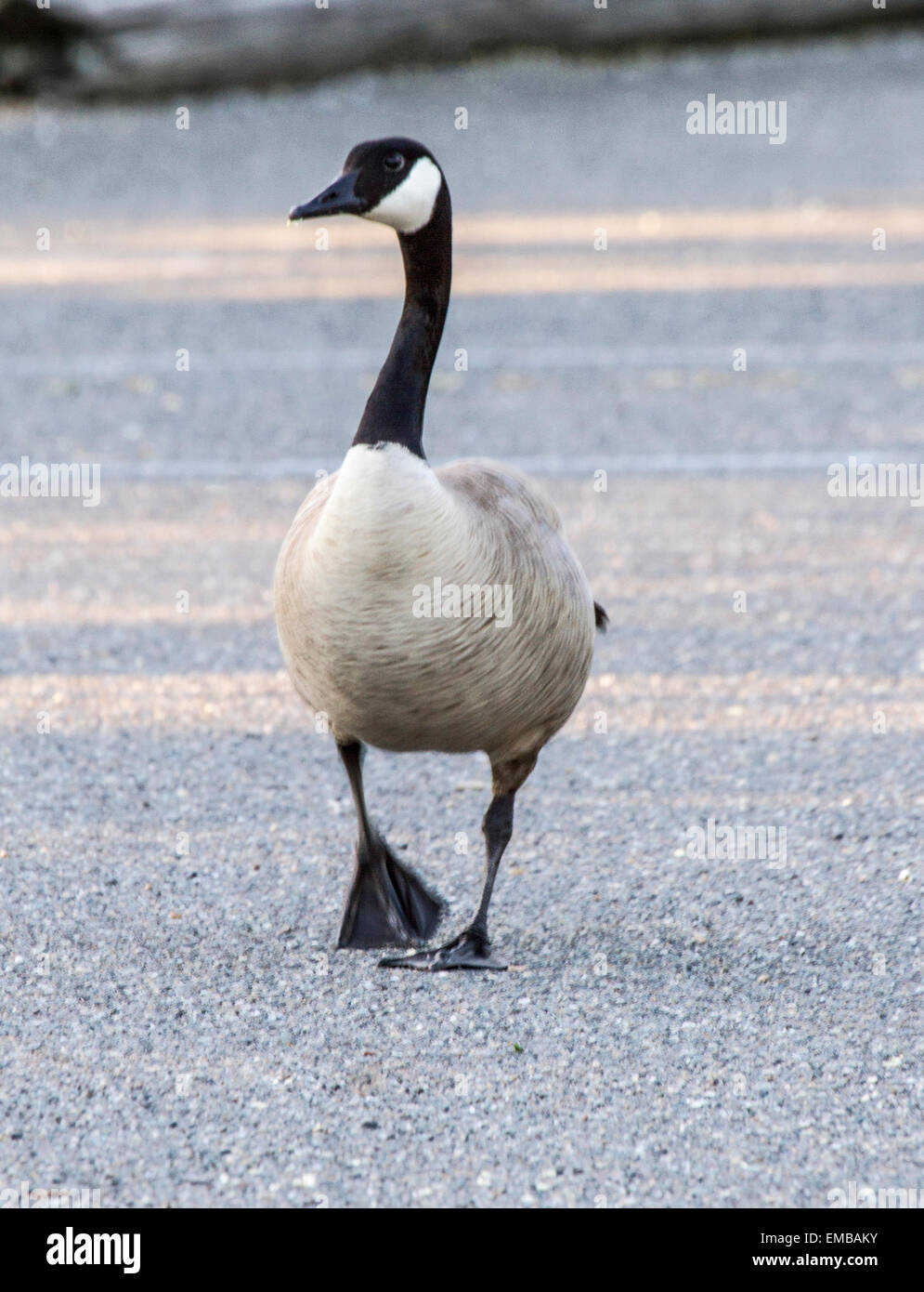 Canada Goose ( Branta canadensis) passeggiate in un parcheggio di Redding, Califonria Foto Stock