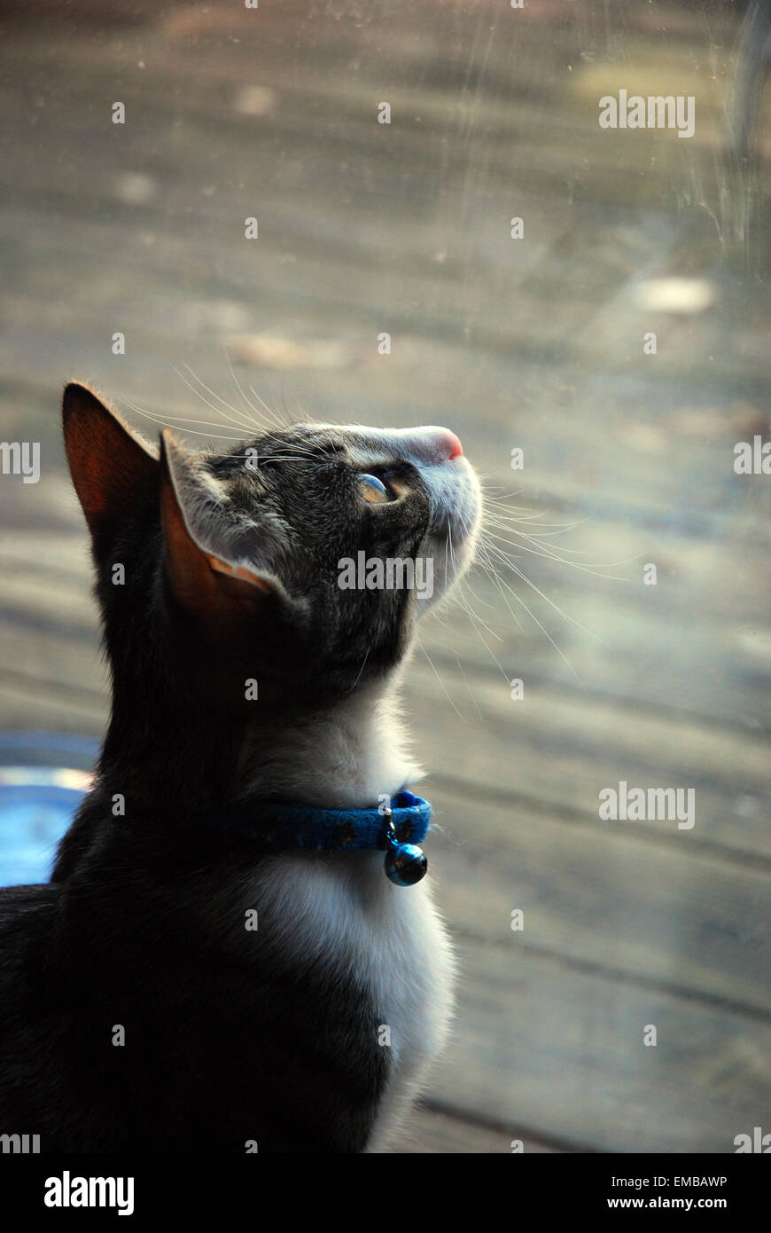 Tabby e bianco gattino guardando per bug fuori finestra patio Foto Stock