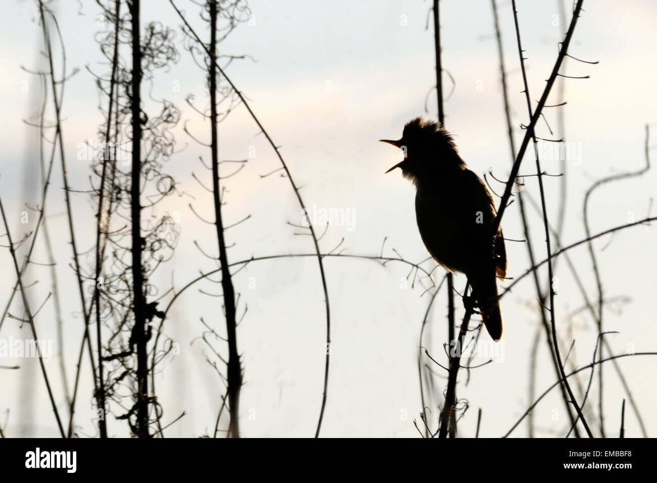 Il canto Marsh trillo Foto Stock