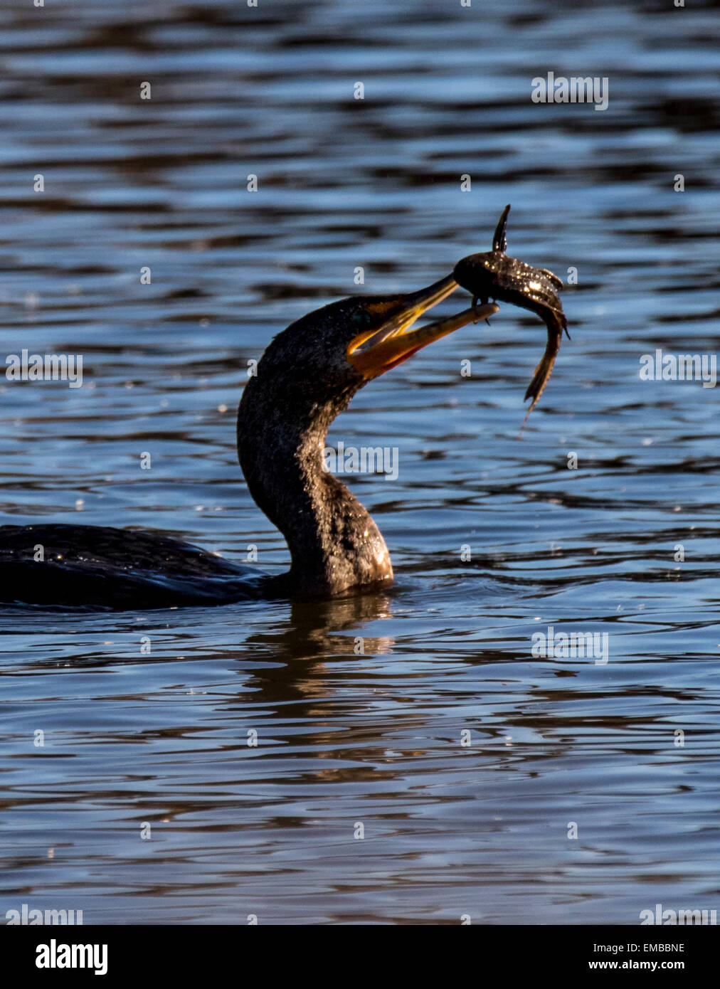 DOUBLE-crested cormorano (Phalacrocorax auritus) il nuoto e la Pesca nel laghetto Foto Stock