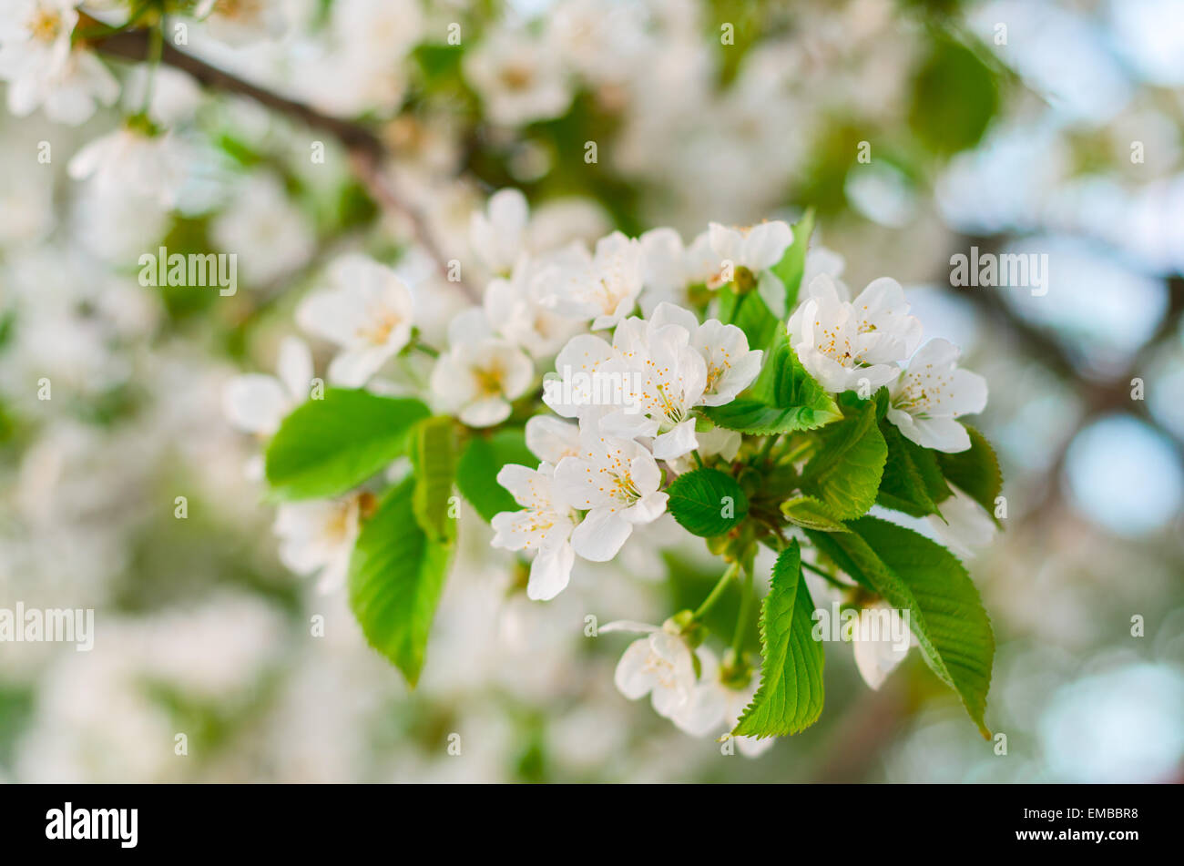Ciliegio fiore bianco fiore in natura Foto Stock