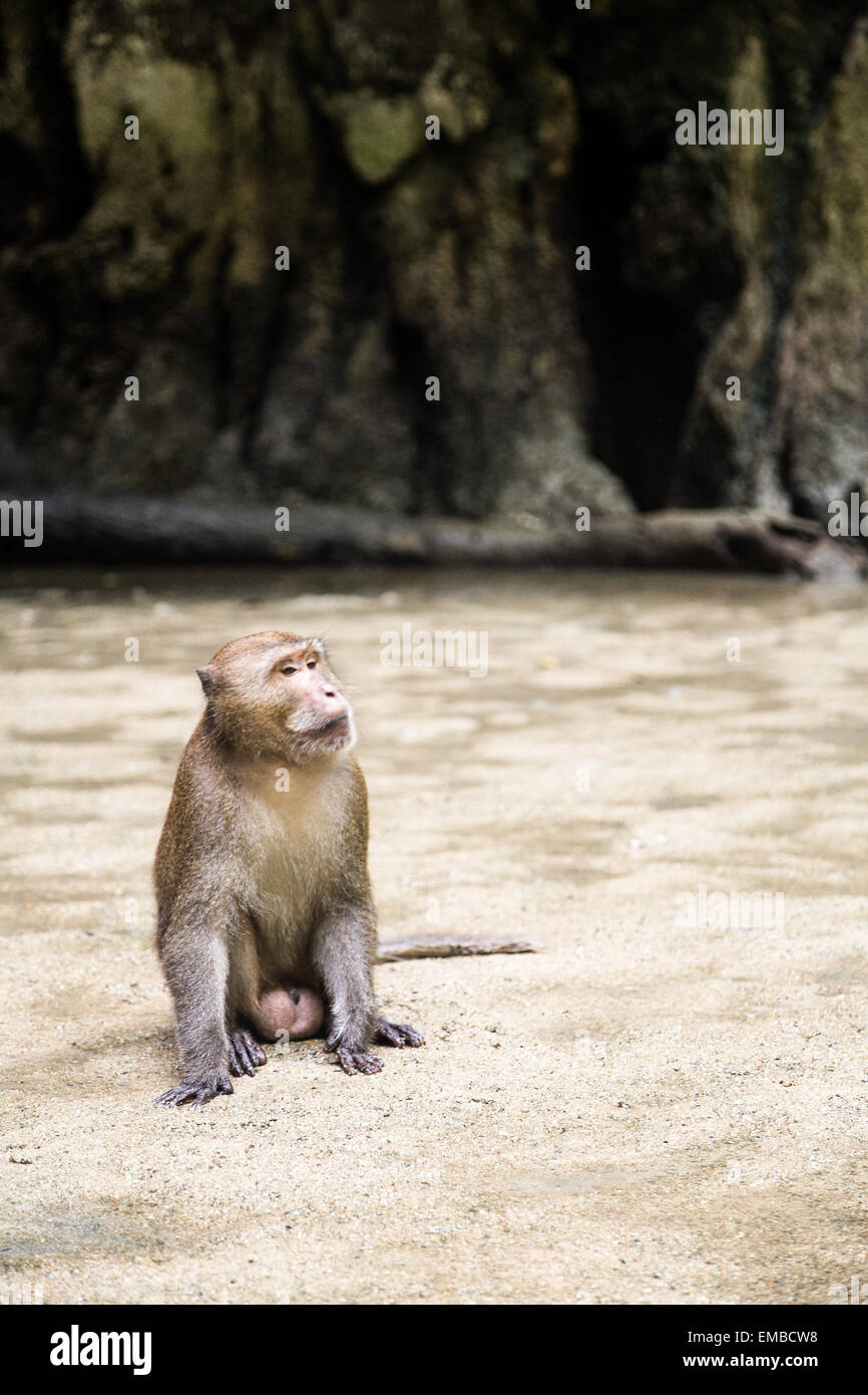 Una scimmia selvatici seduto su una appartata spiaggia tailandese Foto Stock