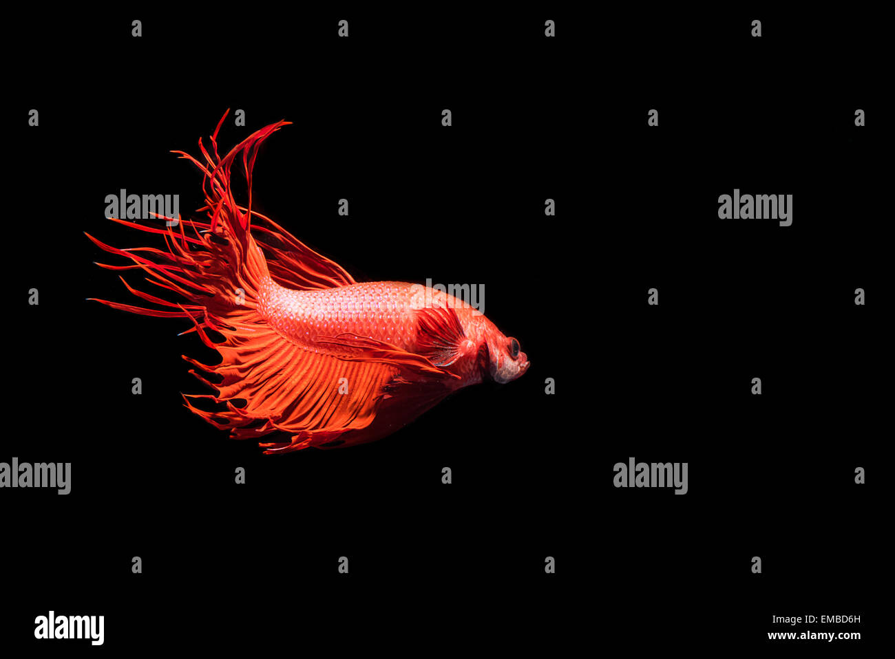 Lotta contro la pesca,bellissimo Betta splendens Foto Stock