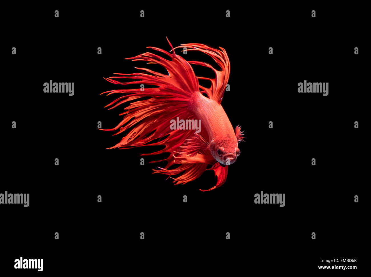 Lotta contro la pesca,bellissimo Betta splendens Foto Stock