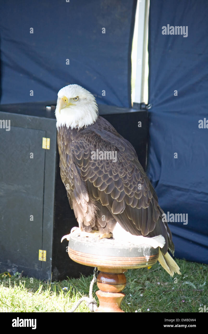 American aquila calva a un display di falconeria. Foto Stock