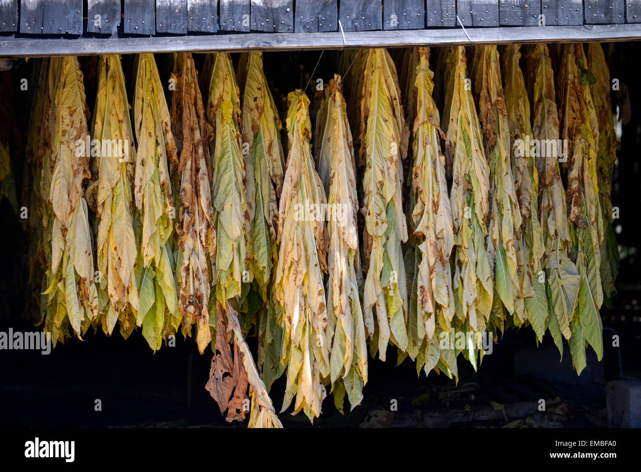 Essiccazione del tabacco in un fienile aperto Francia Europa Foto Stock