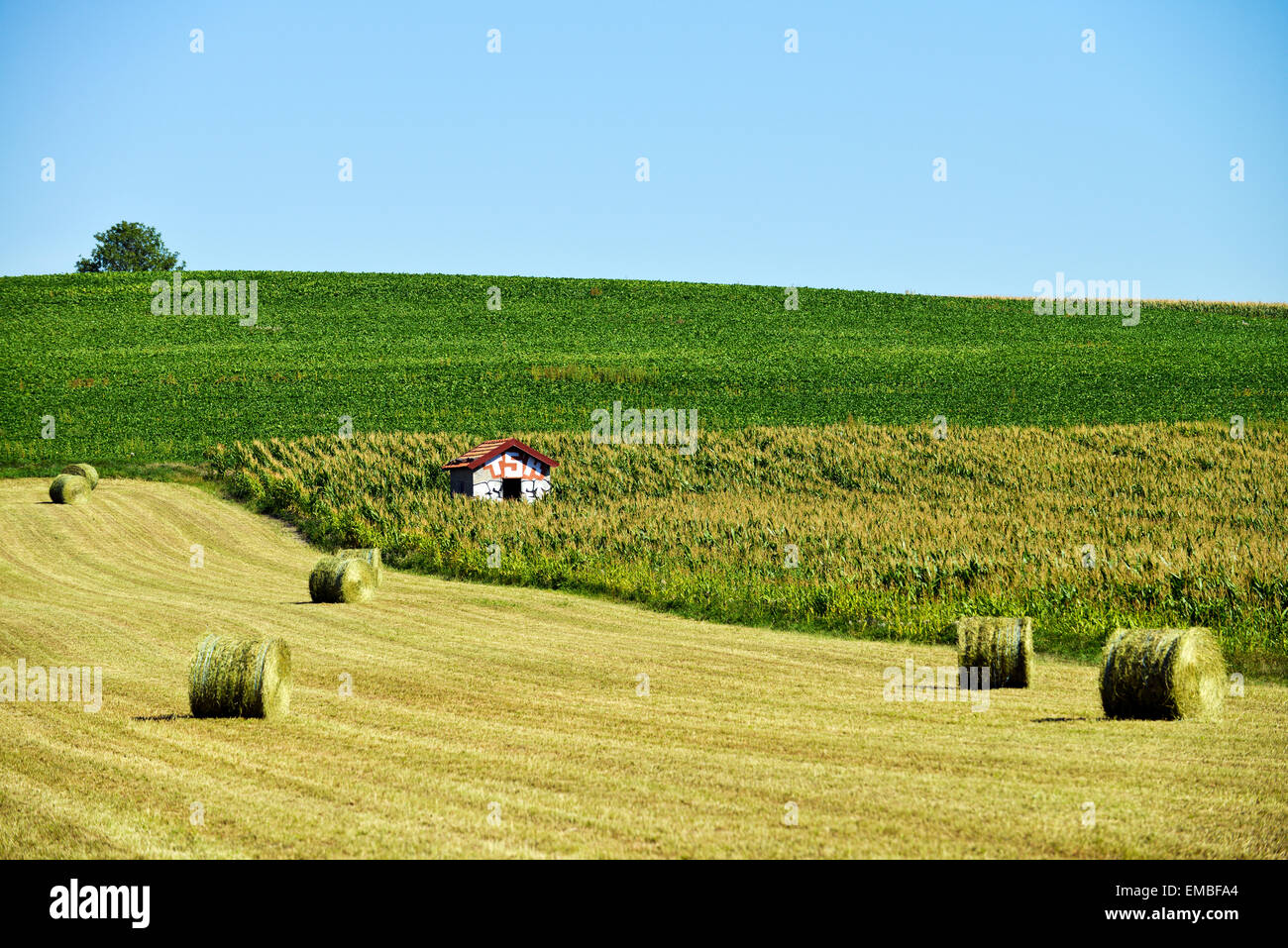 I campi con fieno e cornfield (Zea mays) in Francia Europa Foto Stock