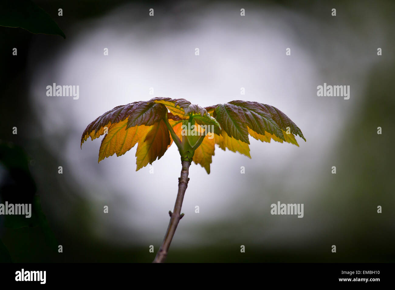 Retroilluminato con foglie di nuovo Foto Stock