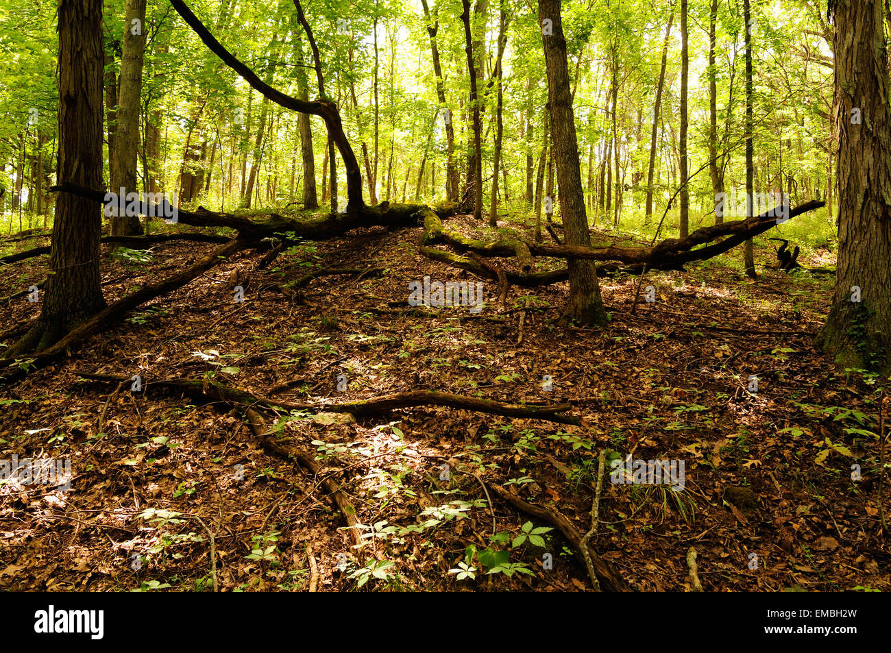 Missouri midwestern bosco di latifoglie in estate Foto Stock