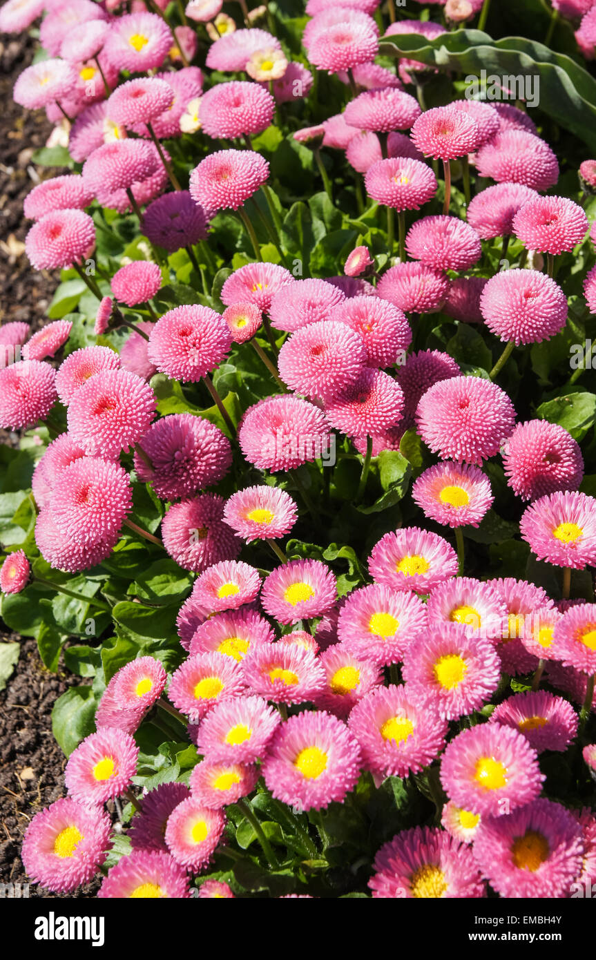 Margherite rosa che fioriscono sotto il sole Foto Stock