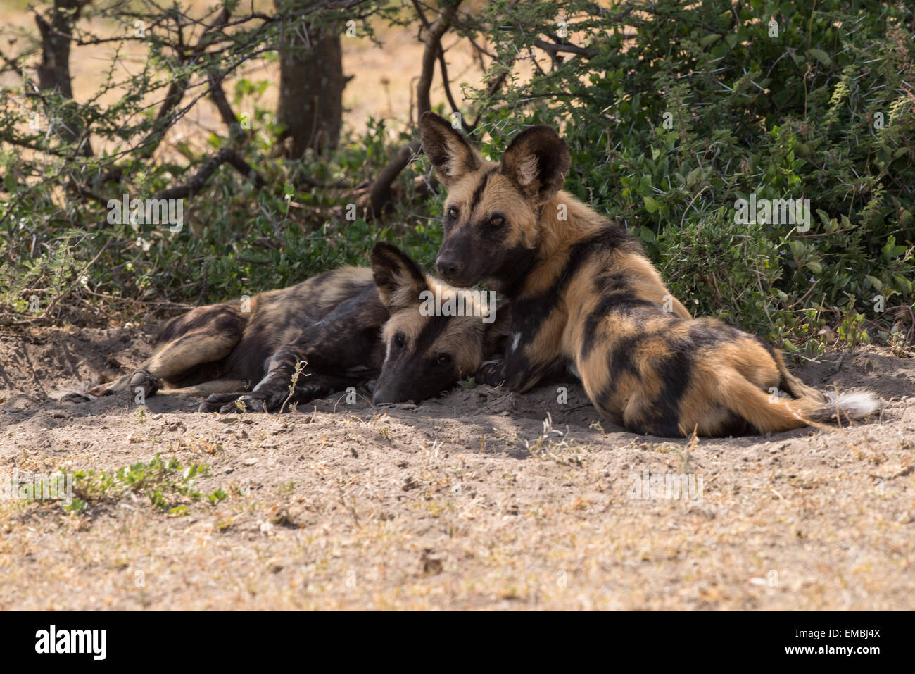 Cani selvatici in appoggio all'ombra, Ngorongoro Conservation Area, Tanzania Foto Stock