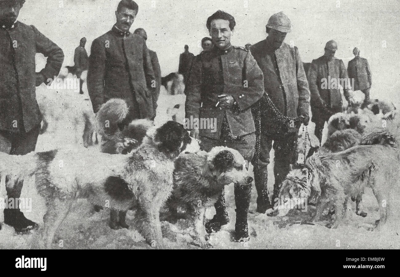 San Bernardo cani pronti per un viaggio attraverso la montagna - Italia, la Prima Guerra Mondiale Foto Stock