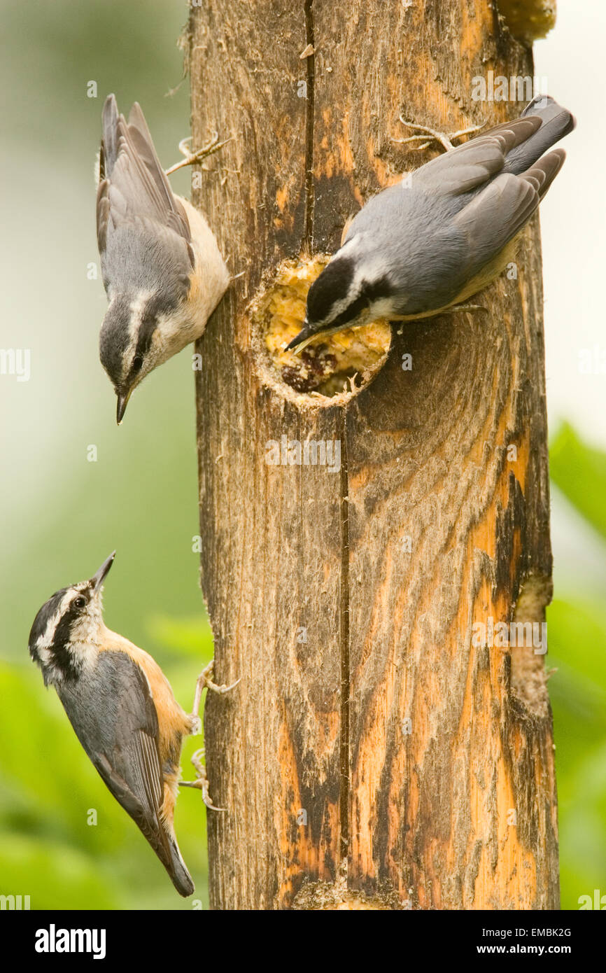 Maschio e femmina adulti Nuthatches Red-Breasted cercando di tenere lontano un altro da mangiare al registro alimentatore suet Foto Stock