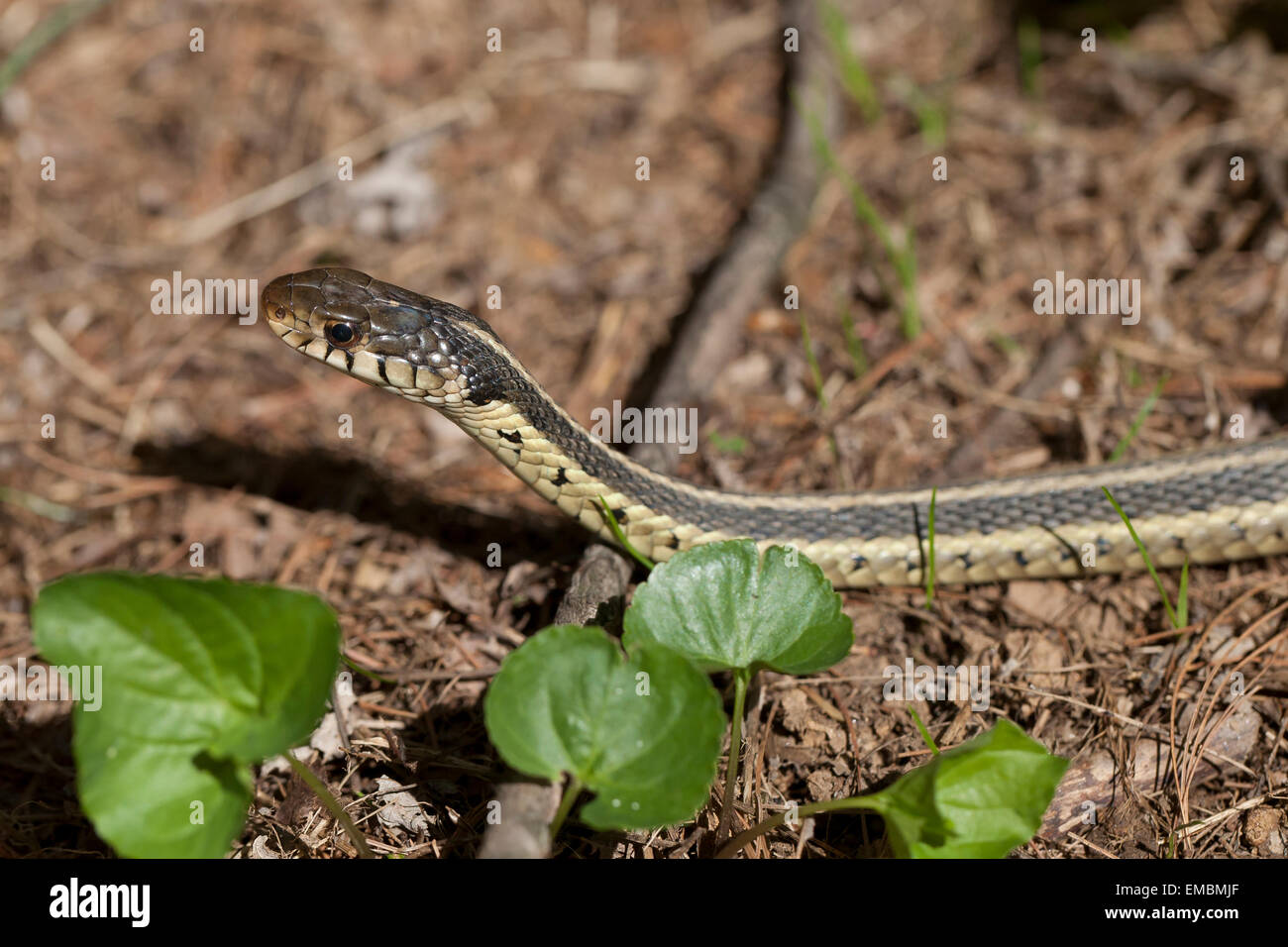 Common garter snake (Thamnophis sirtalis) - Virginia STATI UNITI D'AMERICA Foto Stock