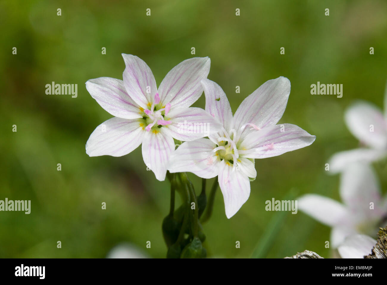 Est della Primavera di bellezza (Claytonia virginica), Aka Virginia Primavera di bellezza e fata spud cresce in primavera - Virginia STATI UNITI D'AMERICA Foto Stock