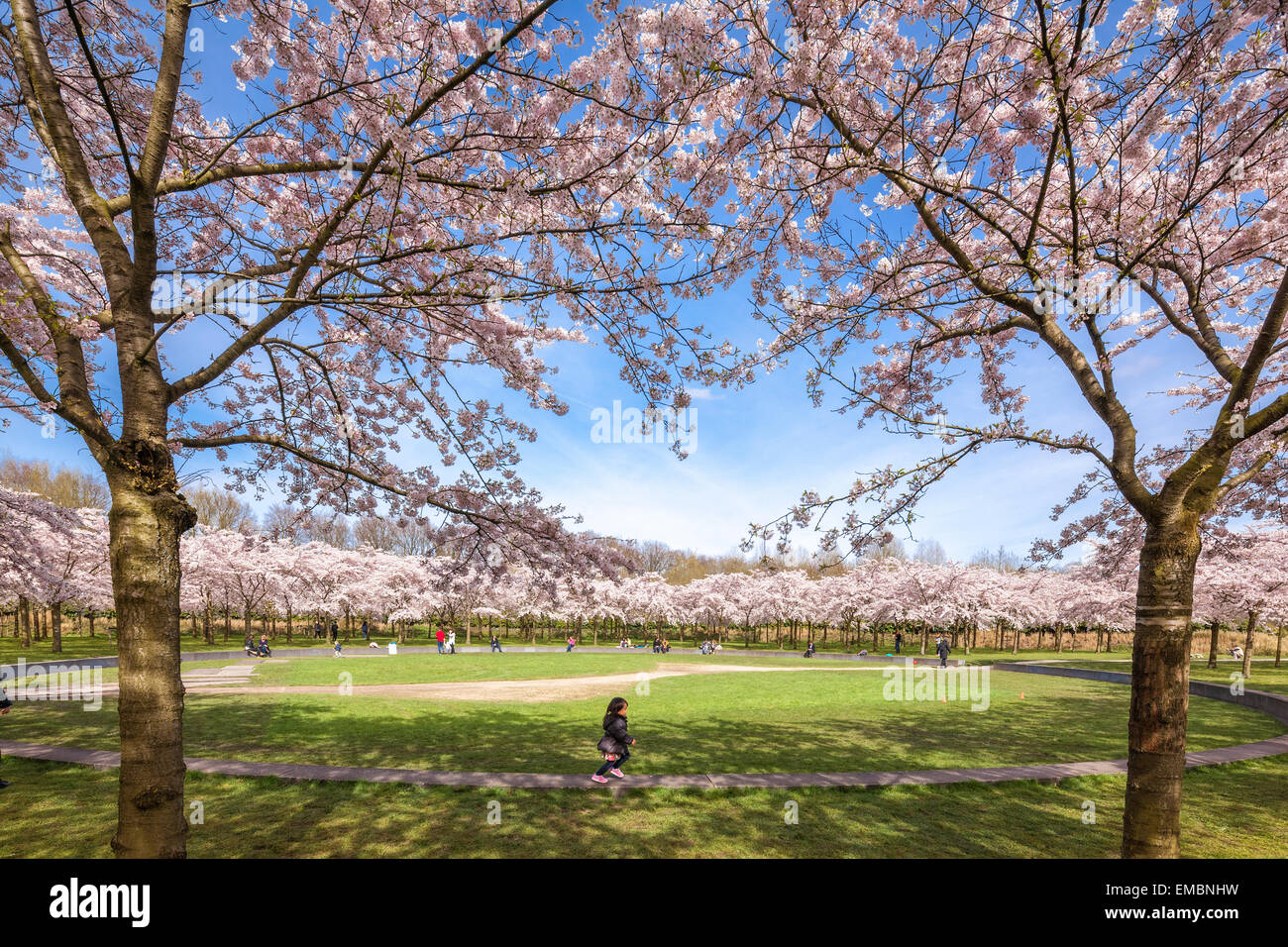 Amsterdam Amsterdamse Bos Bloesempark Cherry Blossom Park. Una piccola ragazza asiatica è in esecuzione al di sotto di fiore in fiore di picco Foto Stock