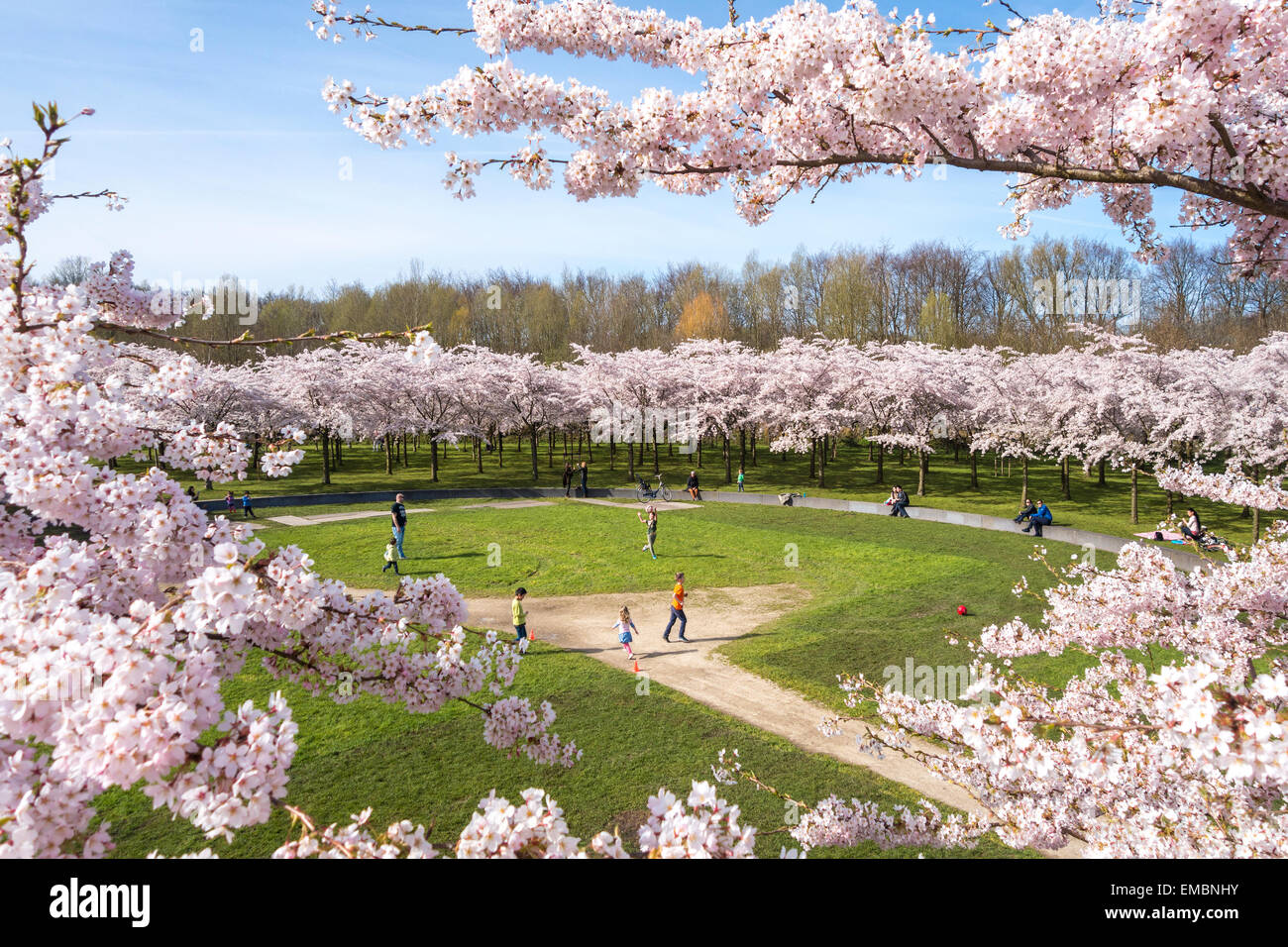 Amsterdam Amsterdamse Bos Bloesempark Cherry Blossom Park ragazzi ragazze padre le famiglie dei bambini che giocano a calcio calcio in primavera Foto Stock