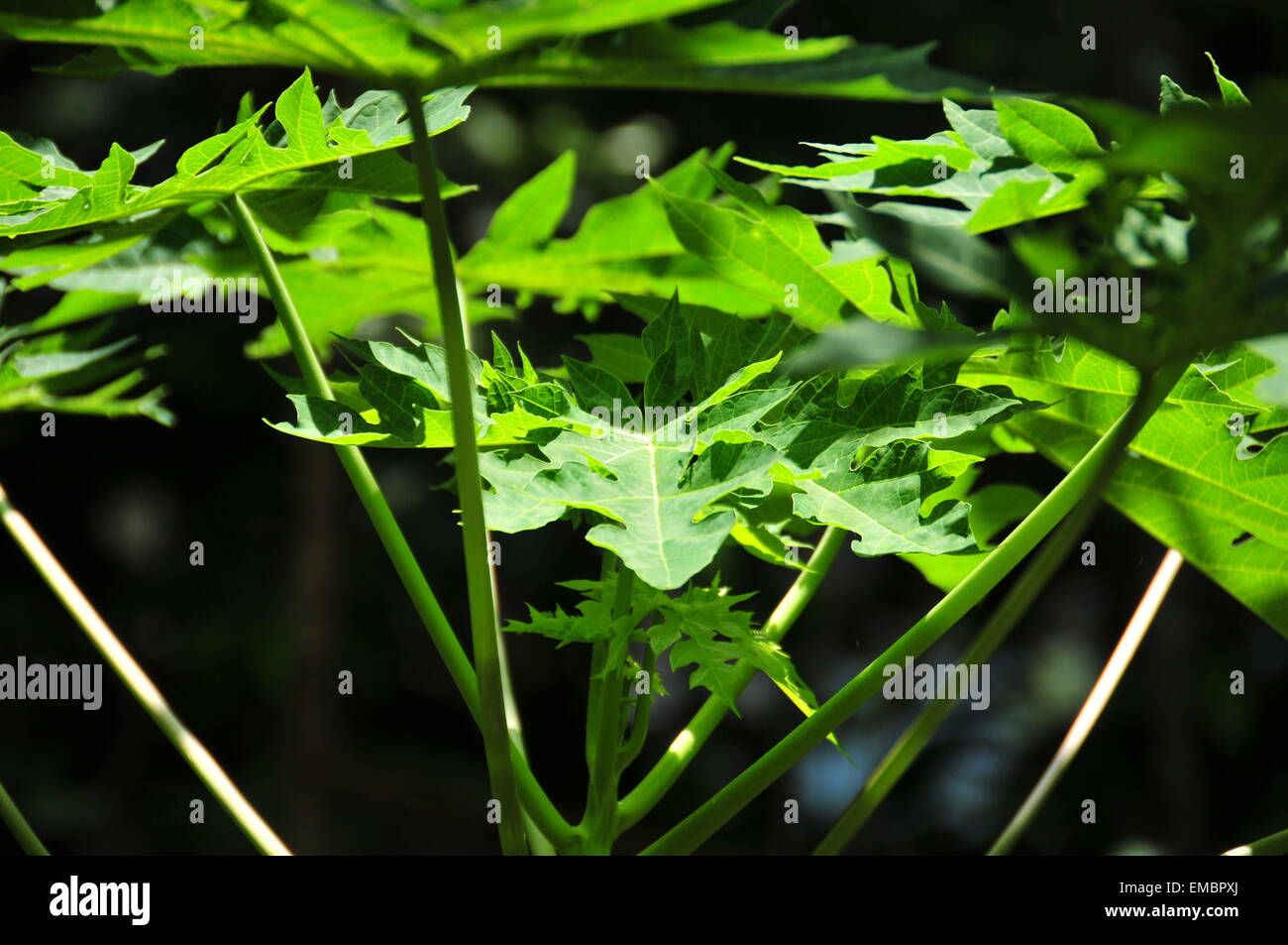 Belle foglie di papaia splendente dal sole. Foto Stock