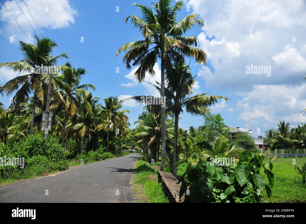 Bel villaggio di strada e palme da cocco. Foto Stock