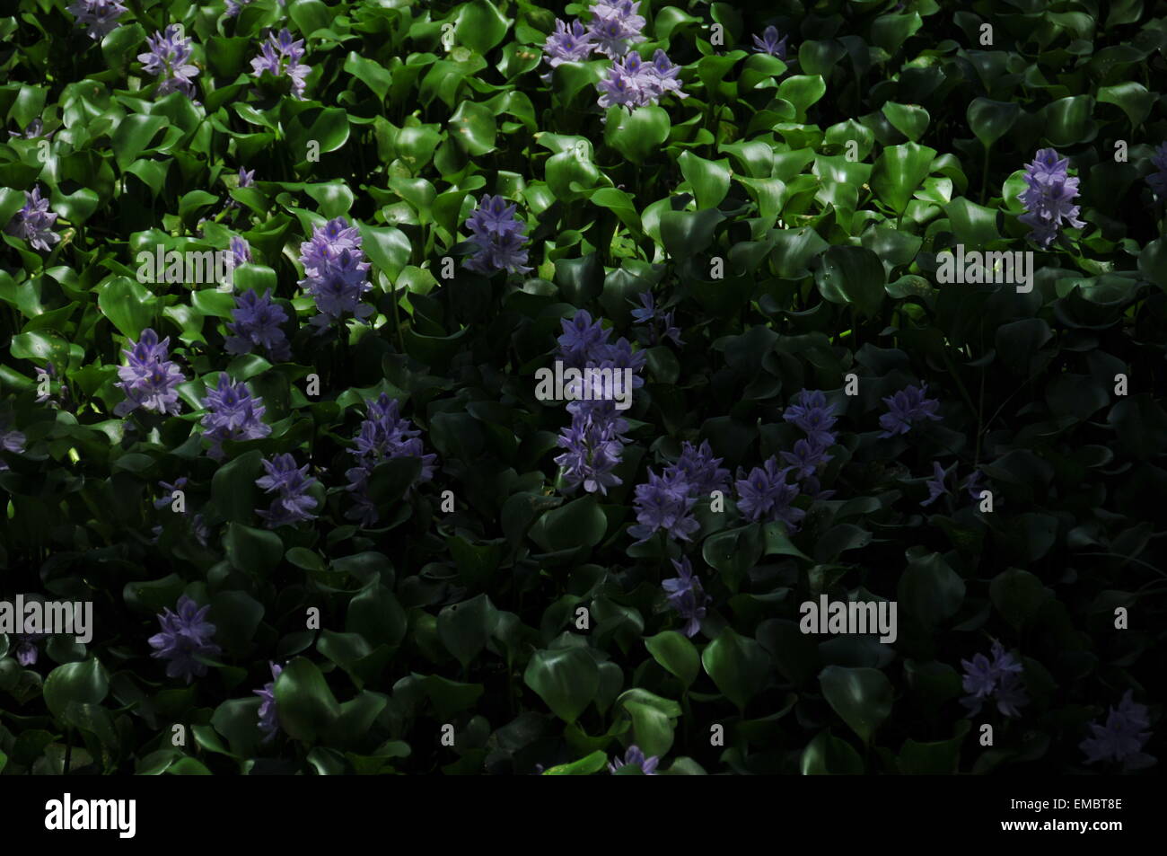 Un gruppo di fiori in acqua sotto il sole di luce e ombre. Foto Stock