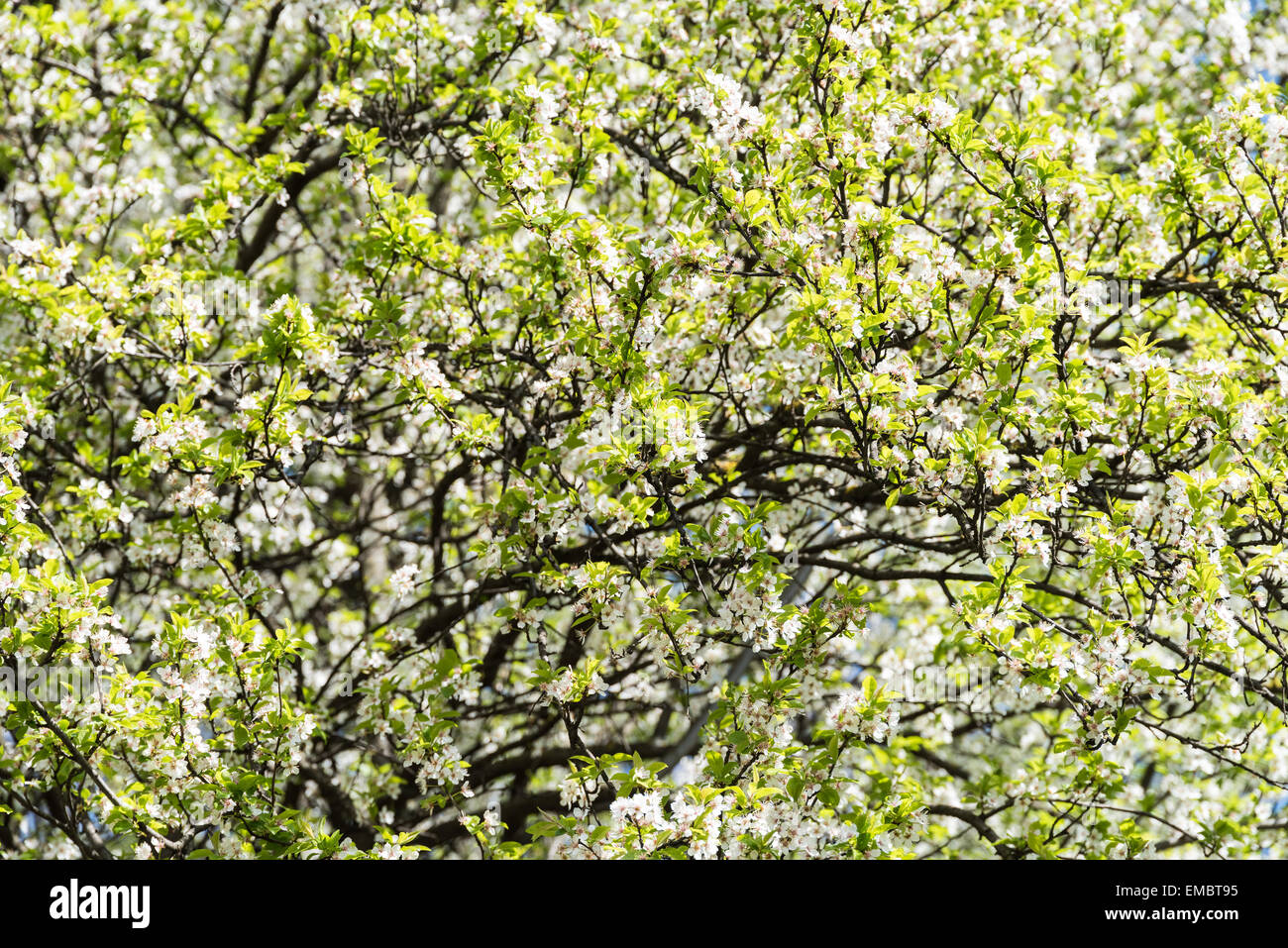 Fiore di primavera i rami degli alberi con fiori di colore bianco Foto Stock