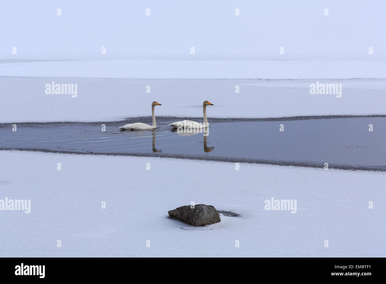 Swan, whooper, bianco, natura, acqua, selvaggia, la fauna selvatica, Norvegia, animali, uccelli, lago, inverno, foresta, fauna, Scandinavia, aves, Foto Stock