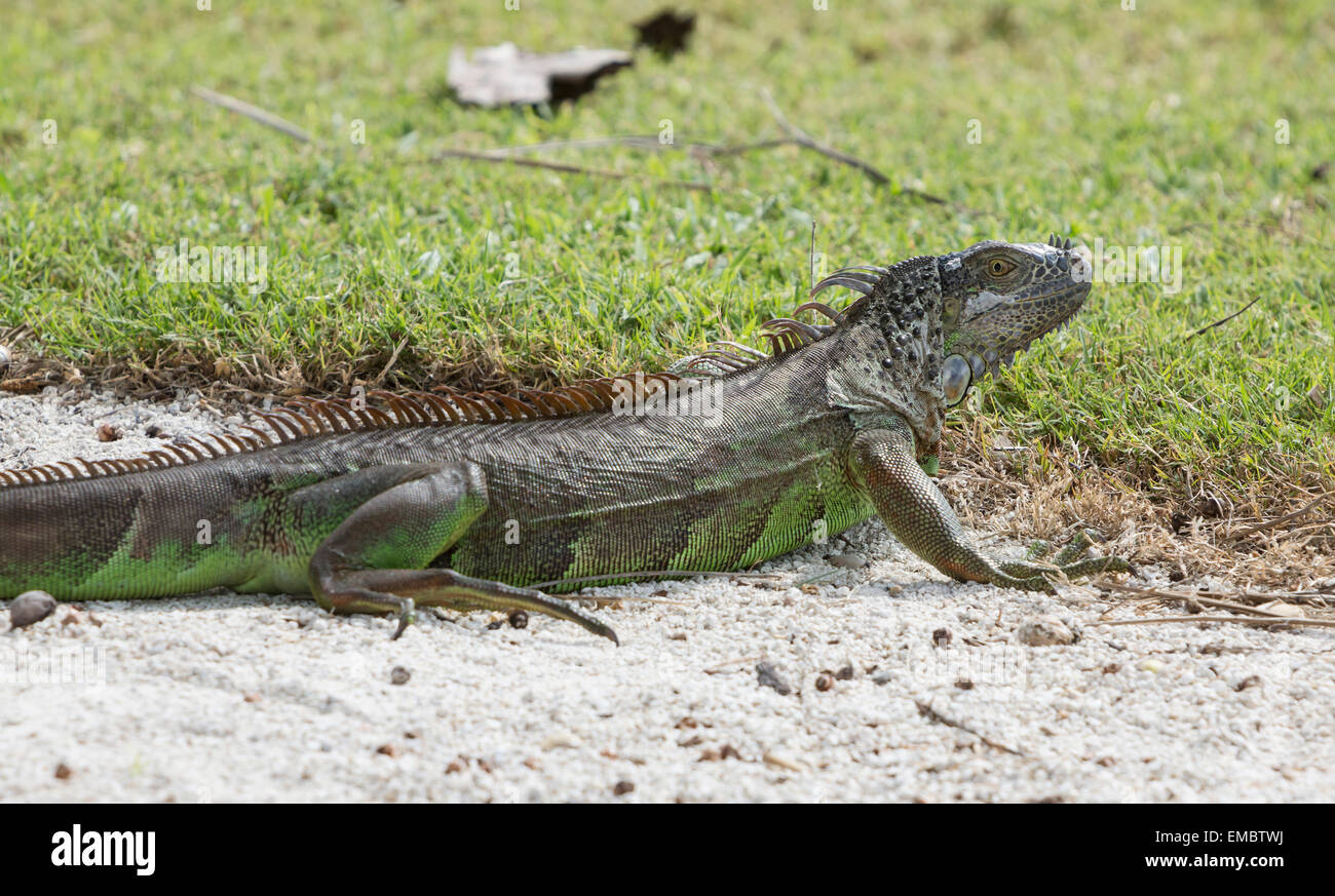L'iguana nel selvaggio. Florida. Foto Stock