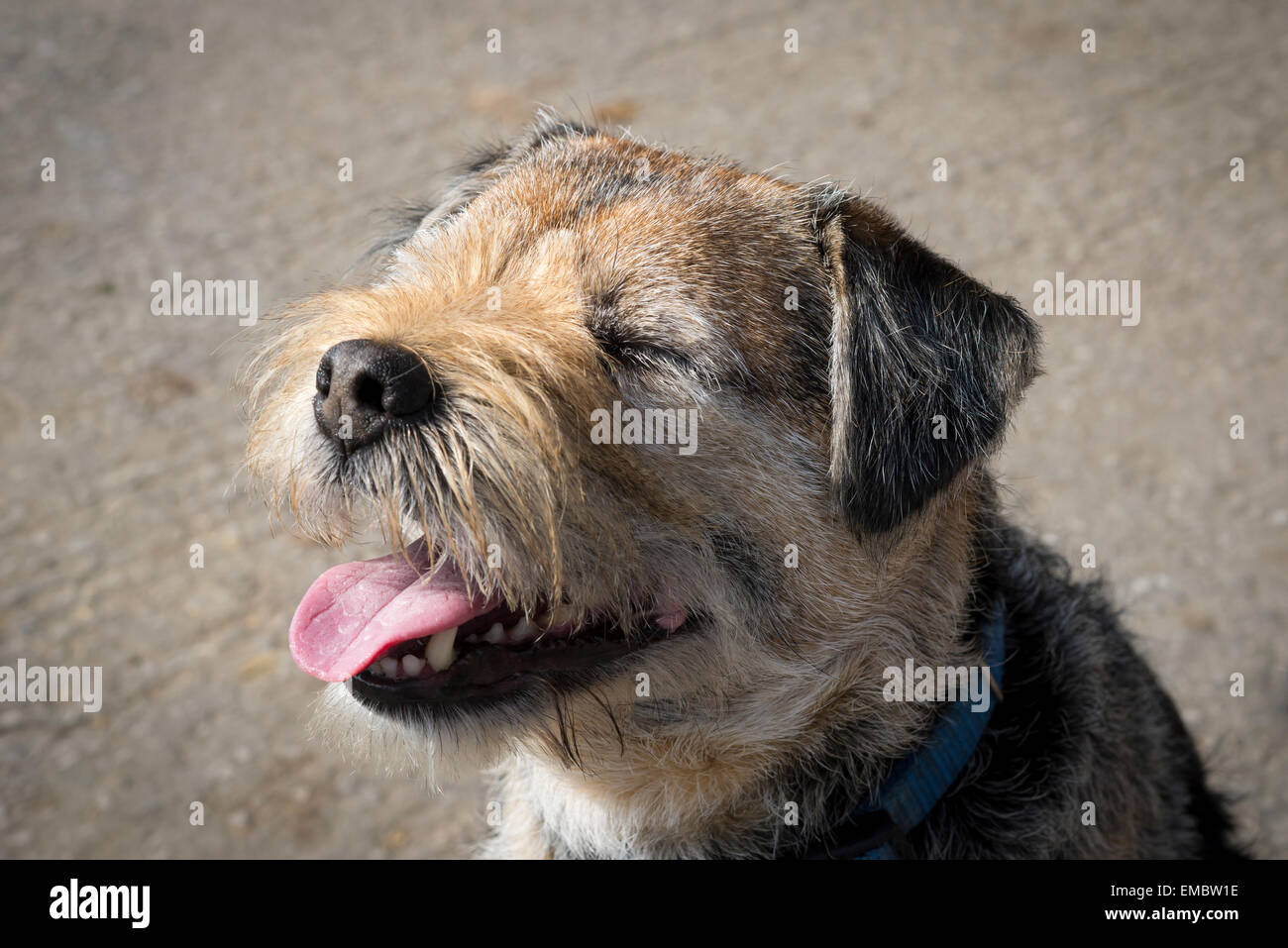 Un felice cercando poco Border Terrier cane guardando come sta sorridendo o ridendo a qualcosa. Foto Stock
