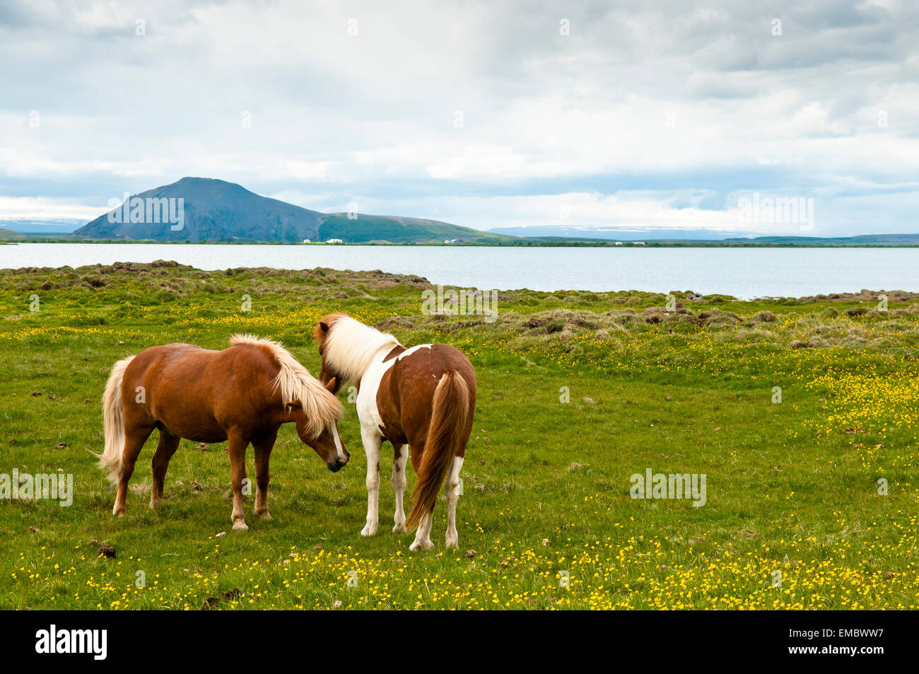 Cavalli islandesi presso il lago Mytavn, Nord Islanda Islanda Foto Stock