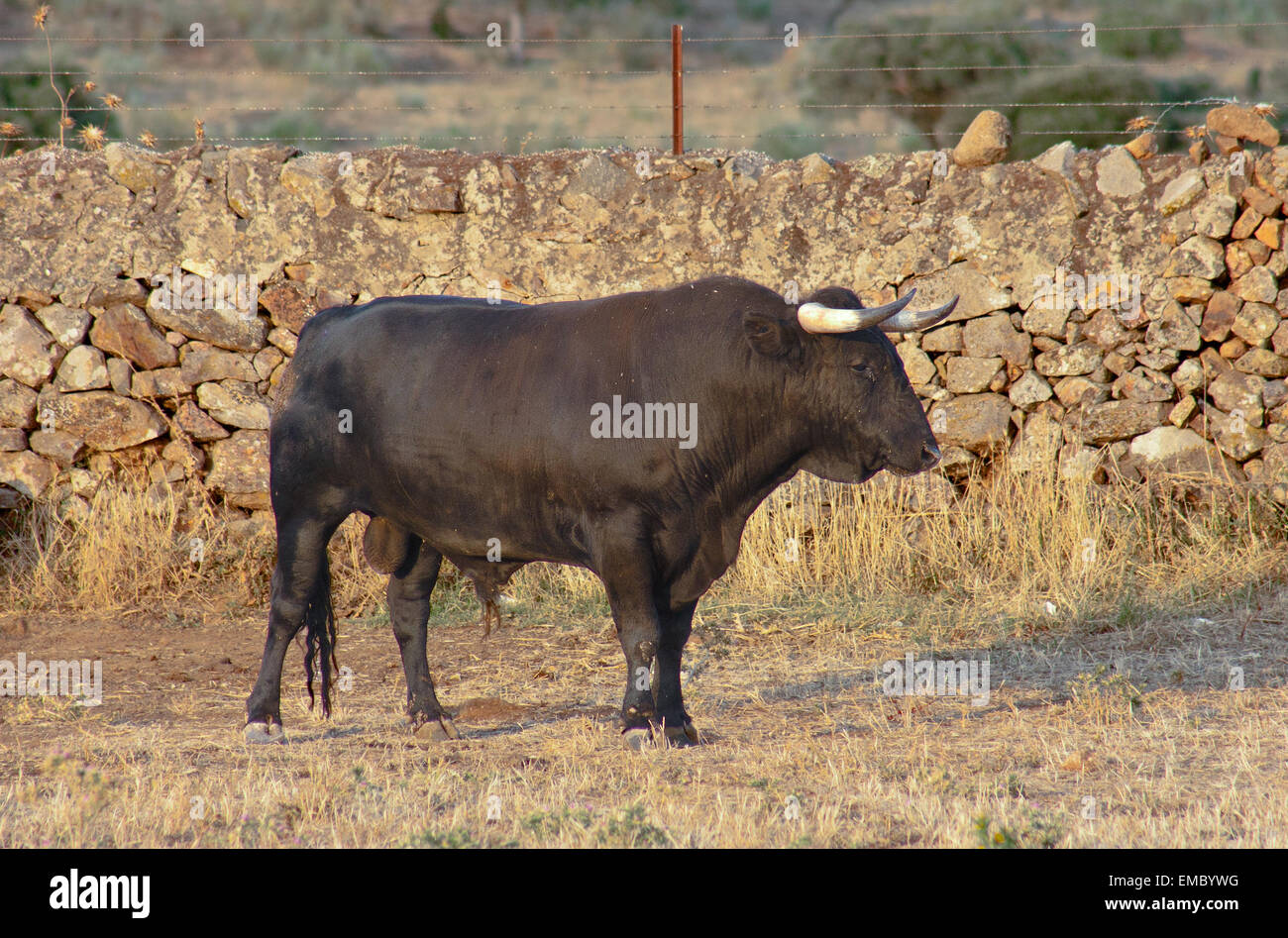 Campione di spagnolo gratis gamma Fighting Bull razza free-range su vasta estates. I tori da corrida vengono selezionati per un certo c Foto Stock