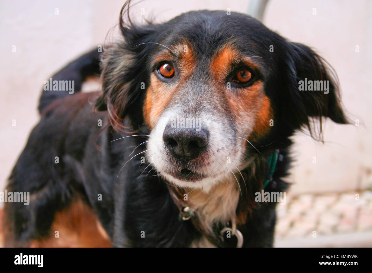 Arrabbiato cane appena prima di corteccia. Closeup shot, Lagos, Portogallo Foto Stock