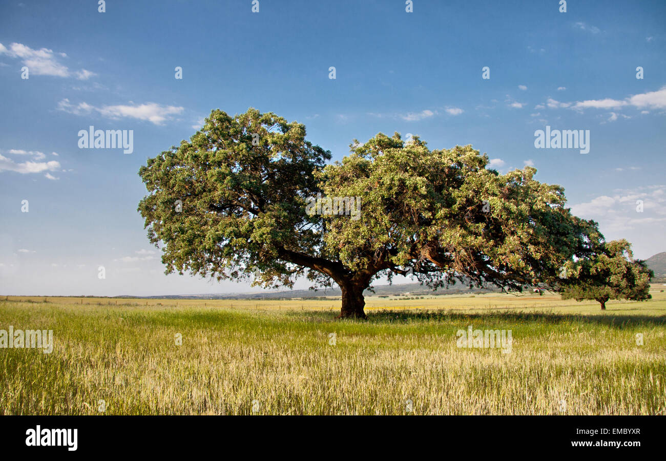 Dehesa paesaggio. Isoloni querce su verdi campi di grano, Spagna Foto Stock
