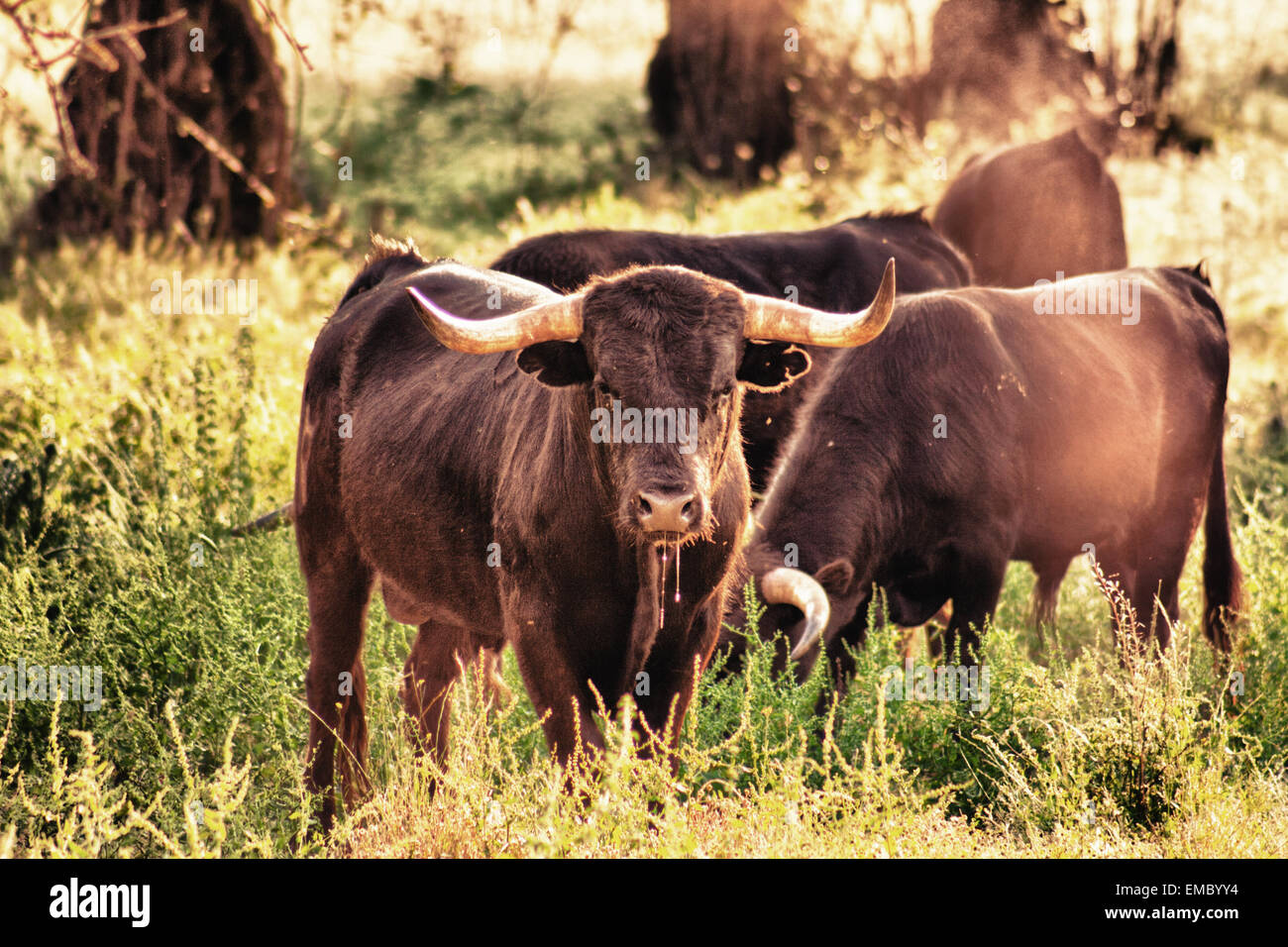 Spagnolo gratis gamma Tori della razza free-range su vasta estates. I tori da corrida vengono scelti per una certa combinazione o Foto Stock