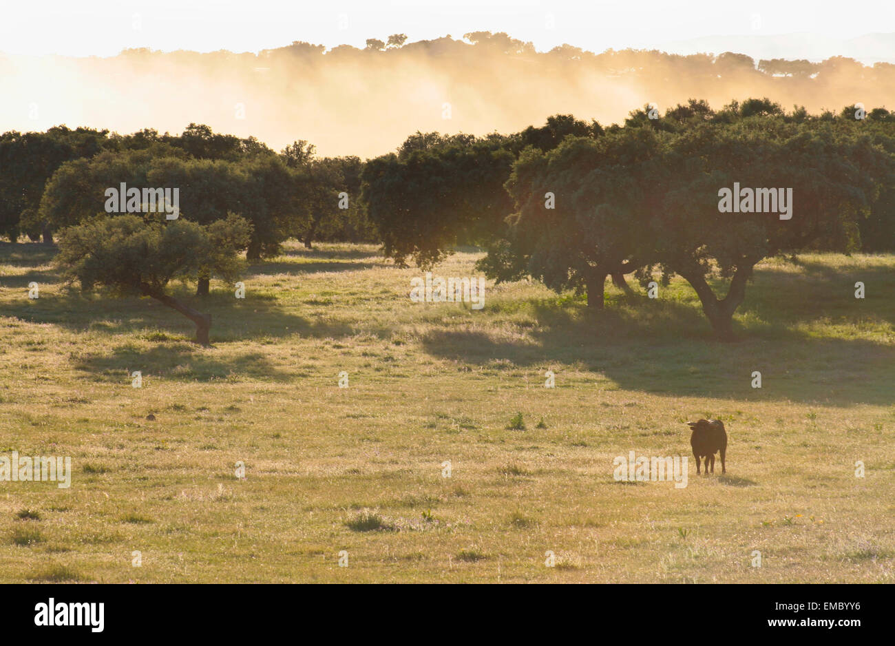 Spagnolo gratis gamma Tori della razza free-range su vasta estates. I tori da corrida vengono scelti per una certa combinazione o Foto Stock