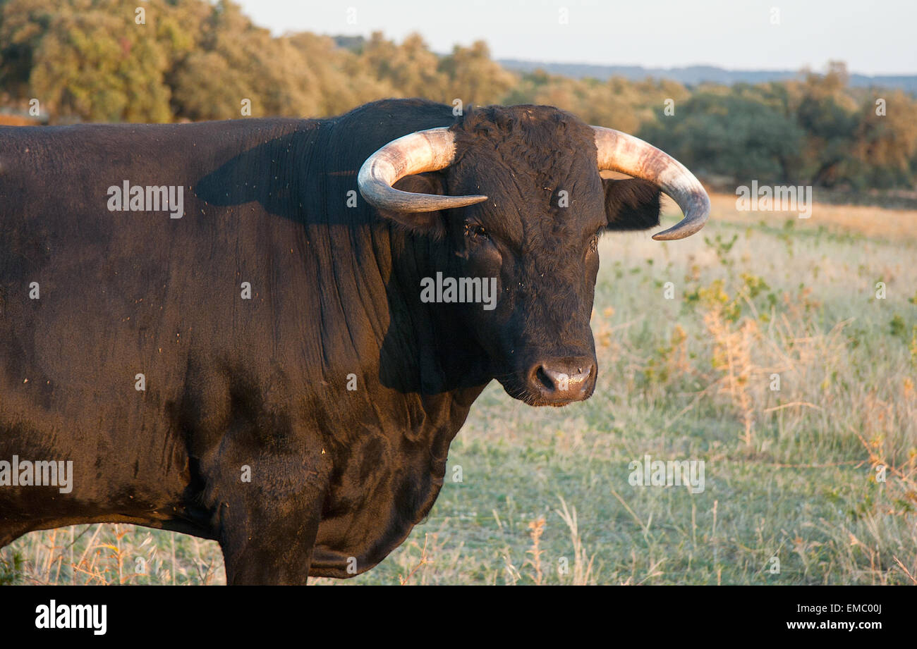 Campione di spagnolo gratis gamma Fighting Bull razza free-range su vasta estates. I tori da corrida vengono selezionati per un certo c Foto Stock
