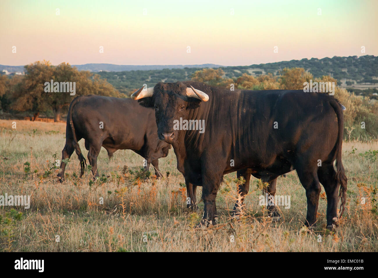 Campione di spagnolo gratis gamma Fighting Bull razza free-range su vasta estates. I tori da corrida vengono selezionati per un certo c Foto Stock