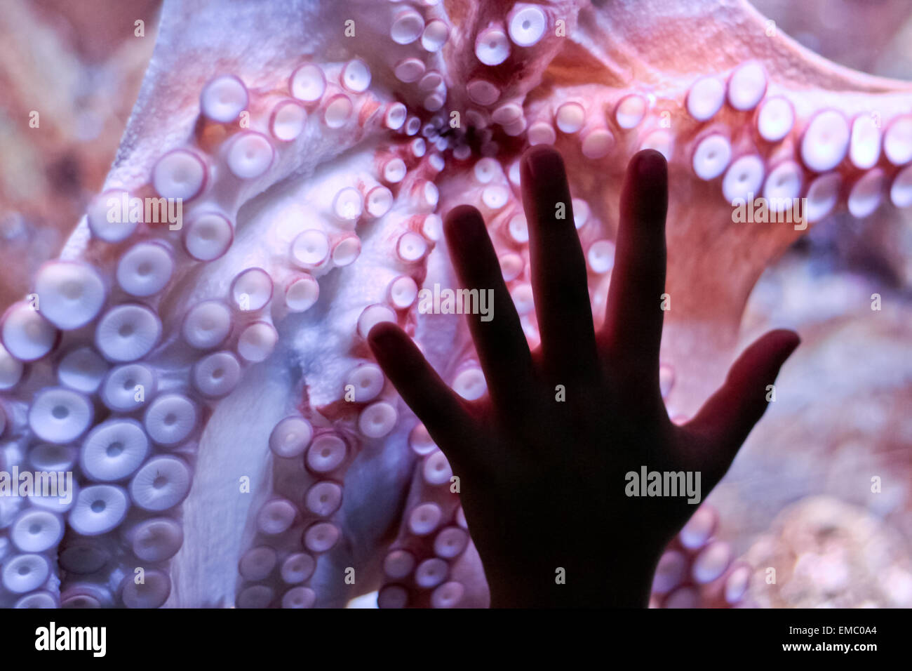Un bambino posto la sua mano sul polpo tentacoli, in acquario, Barcellona, Spagna Foto Stock