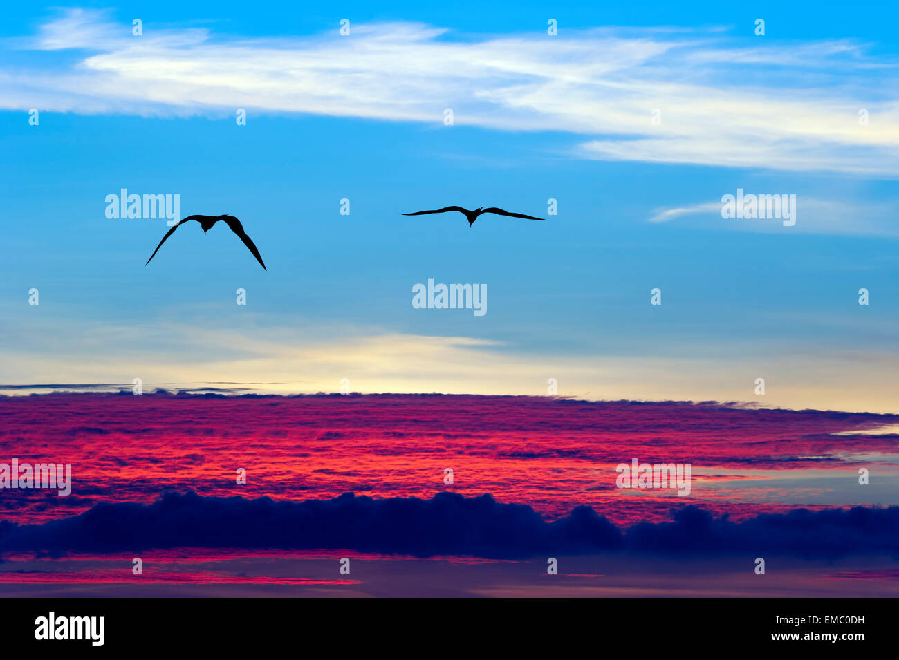 Due sono gli uccelli che volano sopra le nuvole stagliano contro il cielo blu Foto Stock