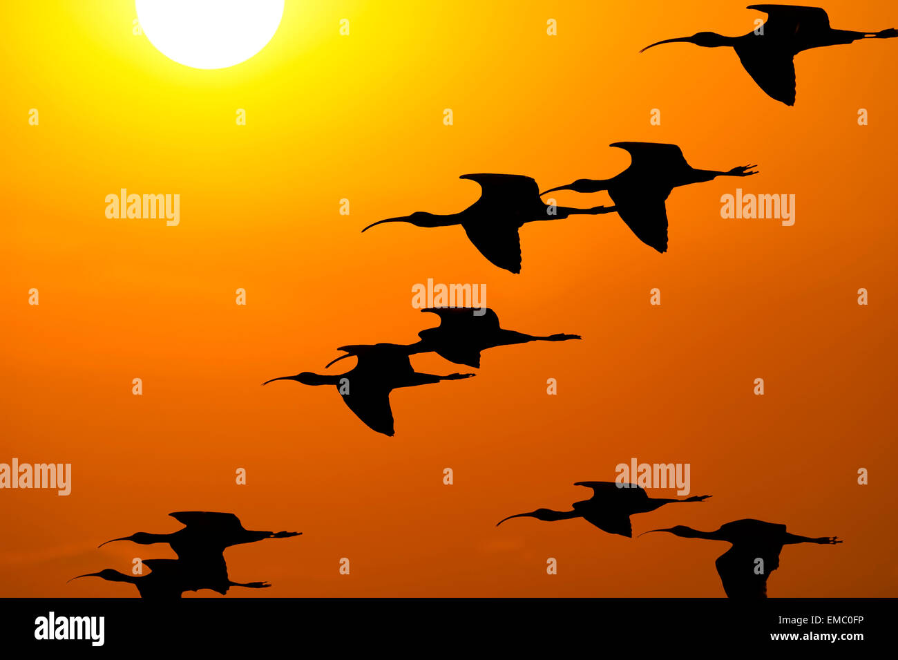Uno stormo di uccelli che vola attraverso l'impostazione di Sun creando una silhouette contro il cielo colorato. Foto Stock