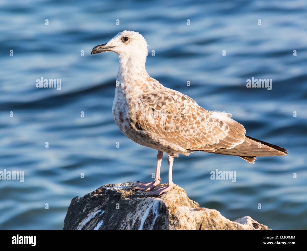 Mar Nero seagull al tramonto, Bulgaria Foto Stock