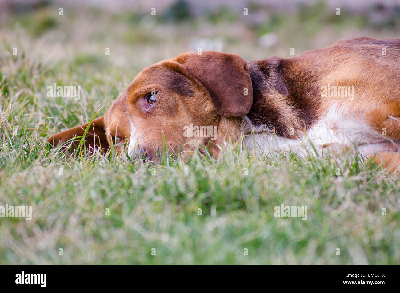 Triste vecchio cane con arancio rossastro fur giacente in erba Foto Stock