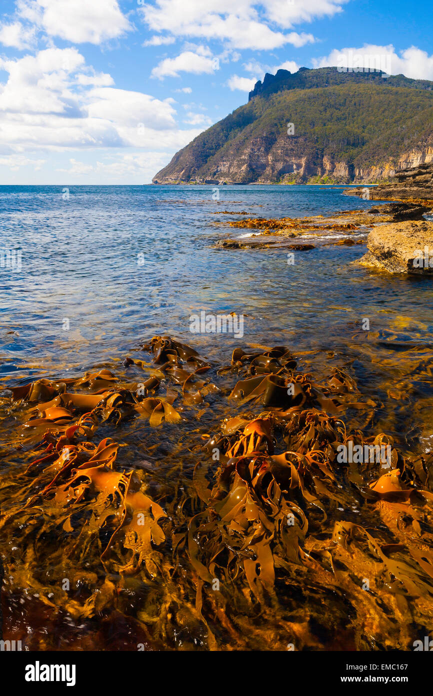 Kelp a Baia di fossili - Maria Island National Park - Tasmania - Australia Foto Stock