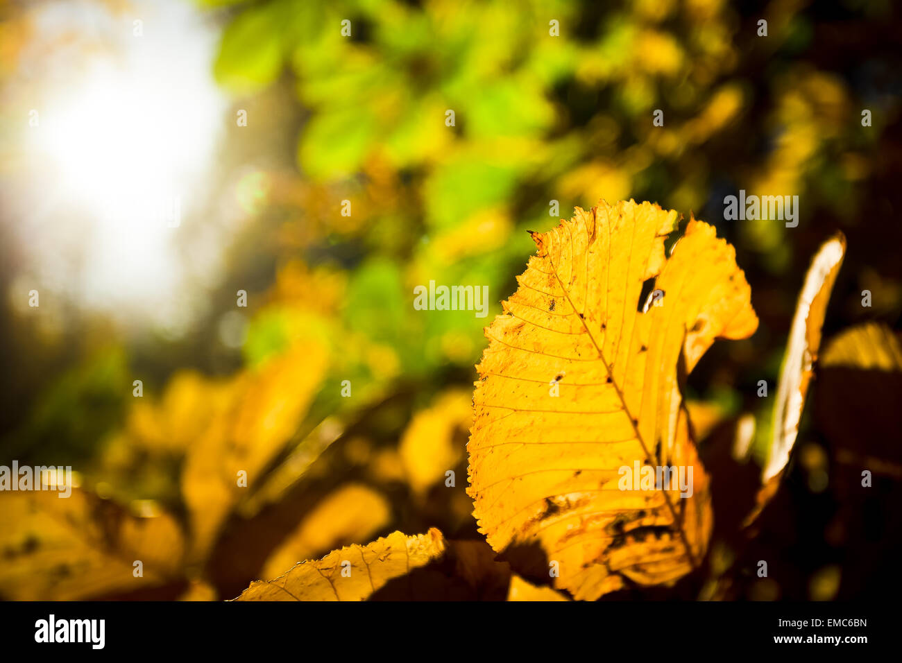 In autunno le foglie illuminate dal sole Foto Stock