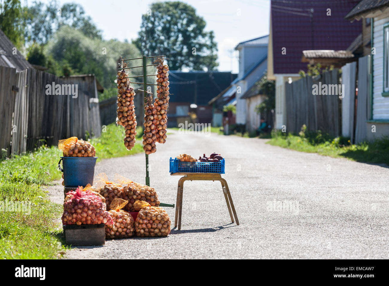 Estonia, Kasepaeae vilage, appena raccolto cresciuto in casa le cipolle organico Foto Stock