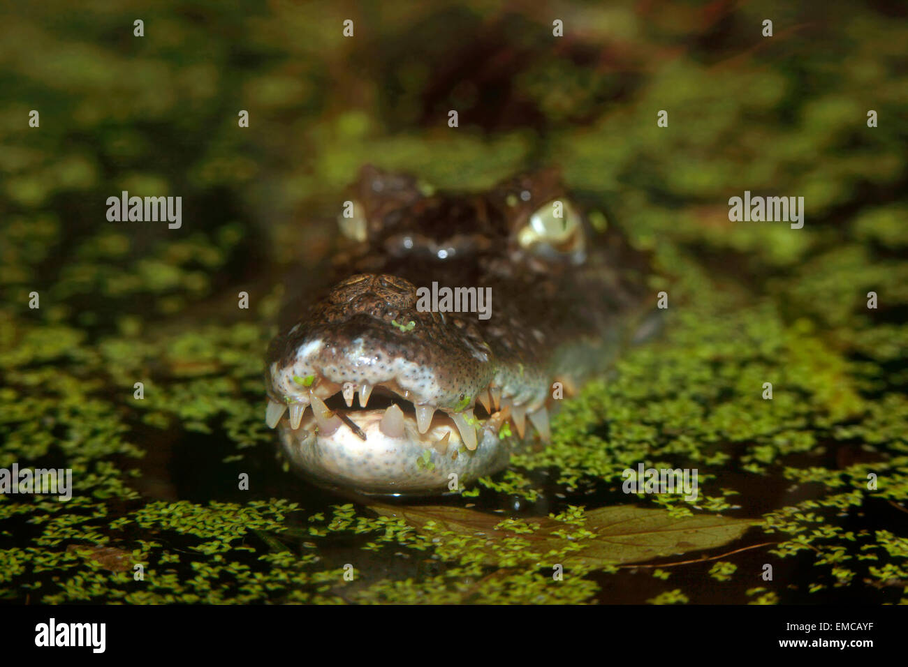 Il muso di un caimano Spectacled (Crocodylus Caimano) che emerge dalla palude Foto Stock