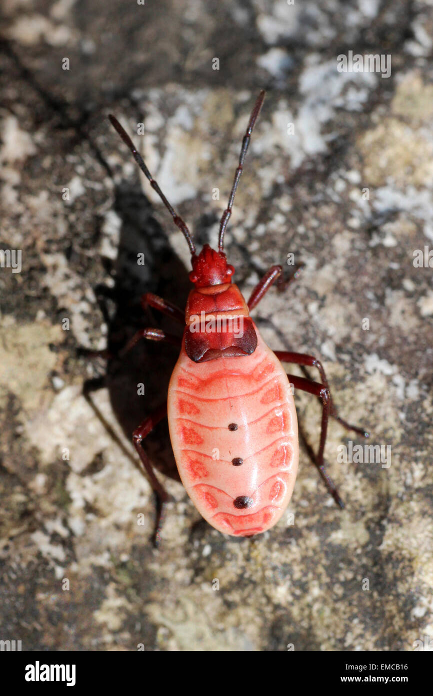 Red Bug nymph Pyrrhocoridae sp. Foto Stock