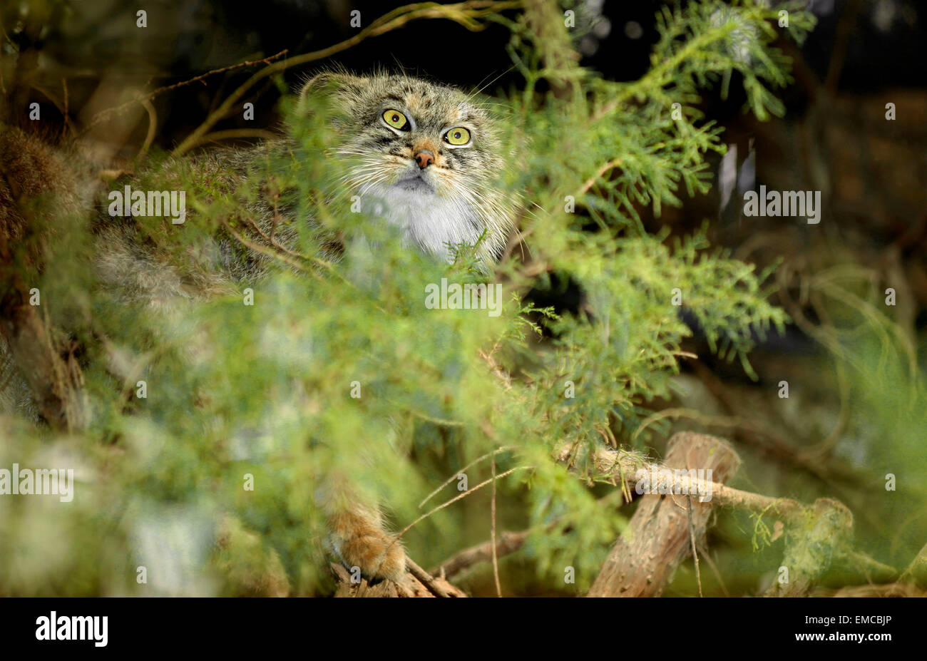 Manul o gatto pallas (Otocolobus manul) su un ramo Foto Stock