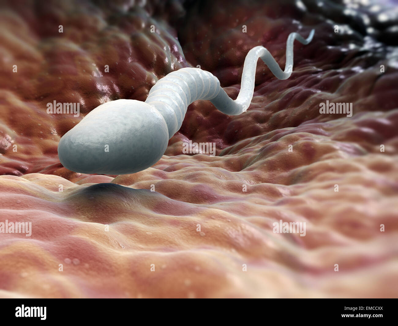 Maschio di singola cellula spermatica Foto Stock