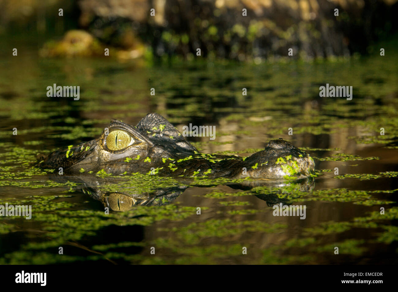 Caimano dagli occhiali (Caiman crocodilus) head emerging sull'acqua di palude Foto Stock