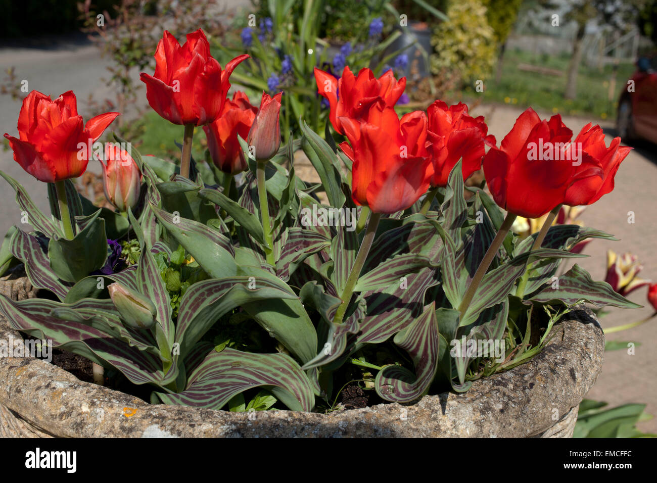 Rosso con gambo corto tulipani in un contenitore di pietra su weel al di fuori del cottage in Cornovaglia su una soleggiata giornata di primavera. Foto Stock